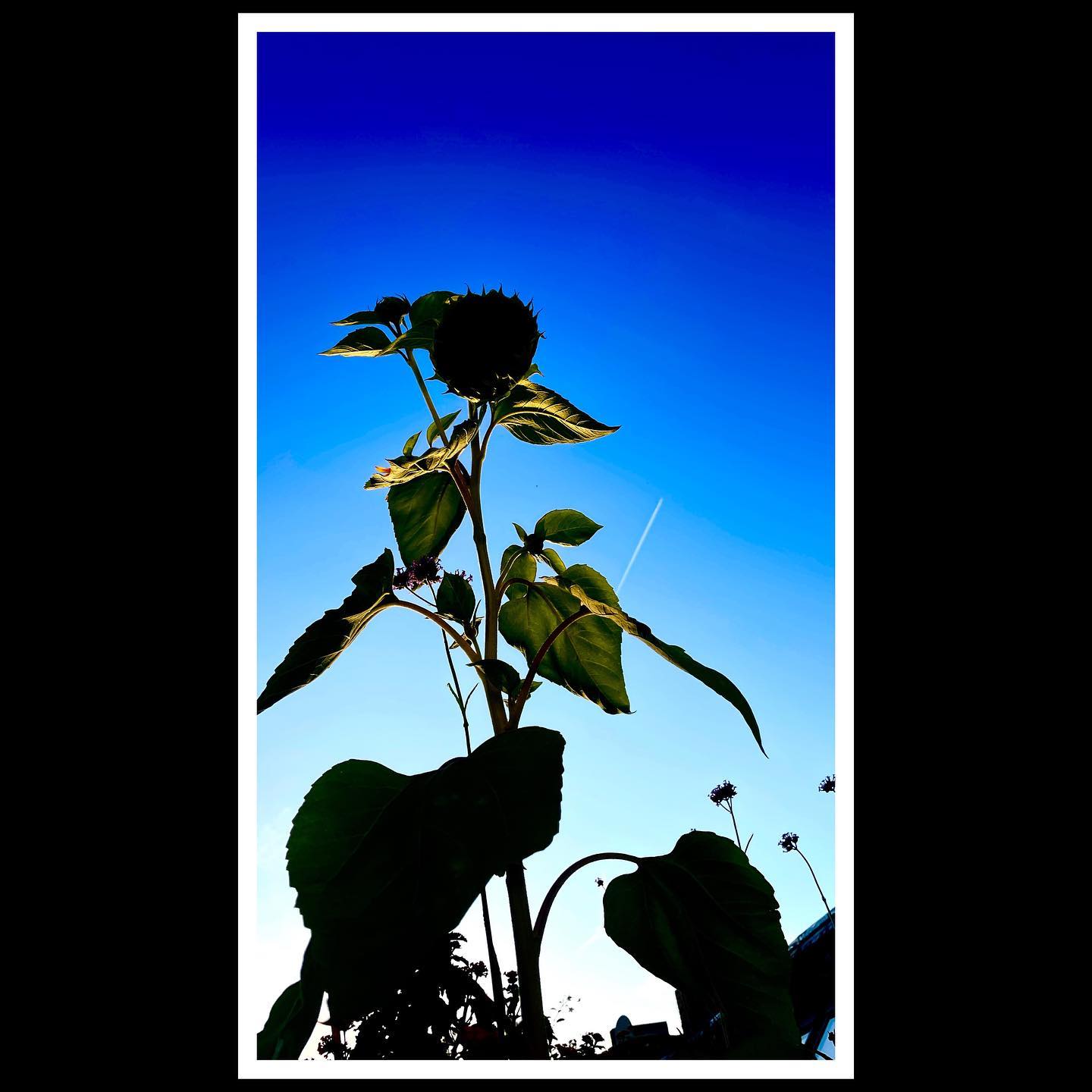 Feierabend.
#bluedelight #sonnenblume #löcherindieluftstarren #tagträumer #goldenhour #summer
